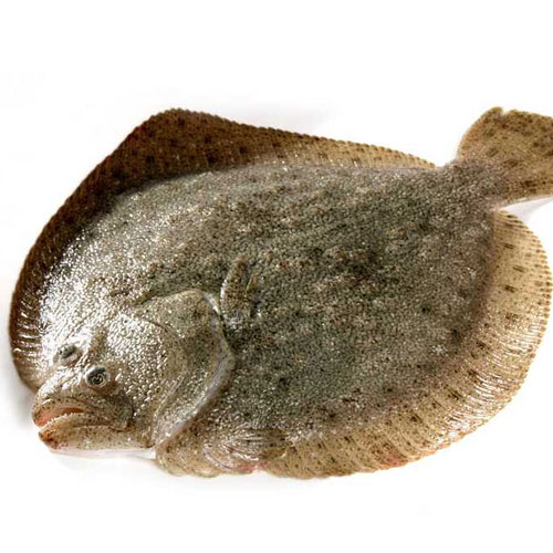 <strong>多寶魚